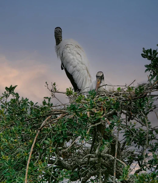 Wood Stork Family Nesting Northern Florida Bird Sanctuary — Stock Photo, Image