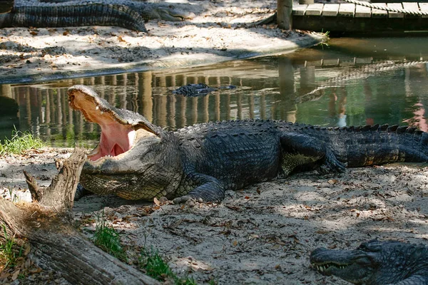 Large Aggressive Alligator Swampy Marsh Region Northern Florida — Stock Fotó