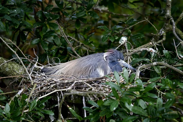 Tricolor Heron Sitting Nest Northern Florida Bird Sanctuary — Stock Photo, Image