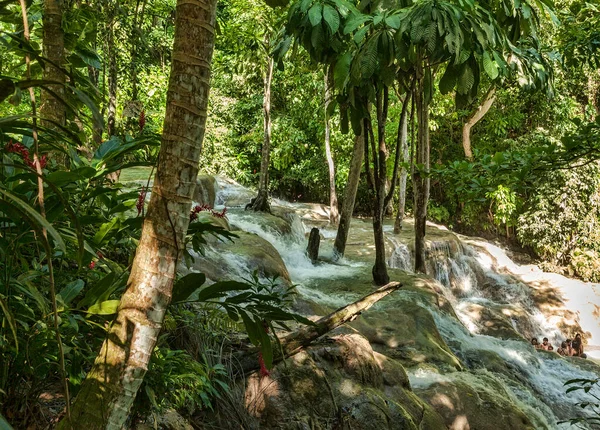 緑豊かな植生とジャマイカの熱帯雨林の流れ — ストック写真