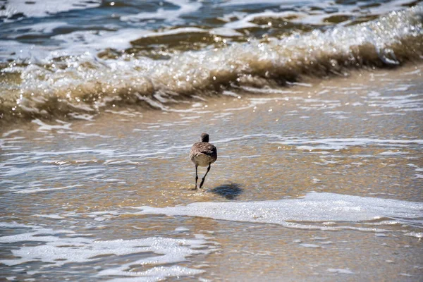 Oiseau Dowitcher Bec Court Sur Les Plages Sable Fin Destin — Photo