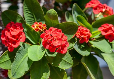 Çiçekli dikenli taç açan çalı.