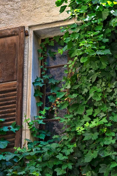 Hiedra Verde Creciendo Sobre Viuda Con Persianas Madera —  Fotos de Stock