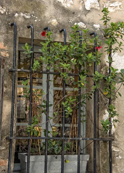 Iron Bars Window Flowering Ivy Plant Blooming — Stock Photo, Image