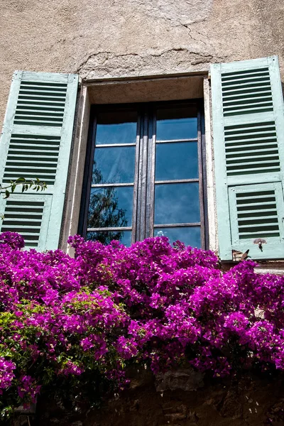 Grande Arbusto Bougainvillea Rosa Florescendo Contra Persianas Coloridas Madeira França — Fotografia de Stock