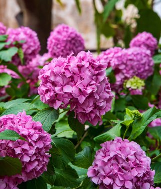 Pembe çiçekli büyük çiçek açan ortanca çalısı..