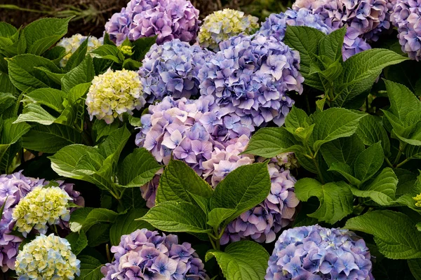 Hortensia Sana Floreciente Arbusto Hortensia Con Varios Colores Cabezas Flores — Foto de Stock