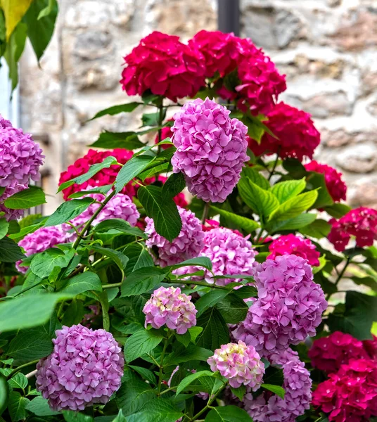 Großer Blühender Hortensienstrauch Mit Rosa Und Dunkelrosa Blüten — Stockfoto