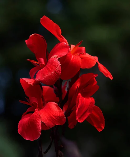 Jasně Červená Canna Lily Kvetoucí Rostlina Tmavým Pozadím — Stock fotografie