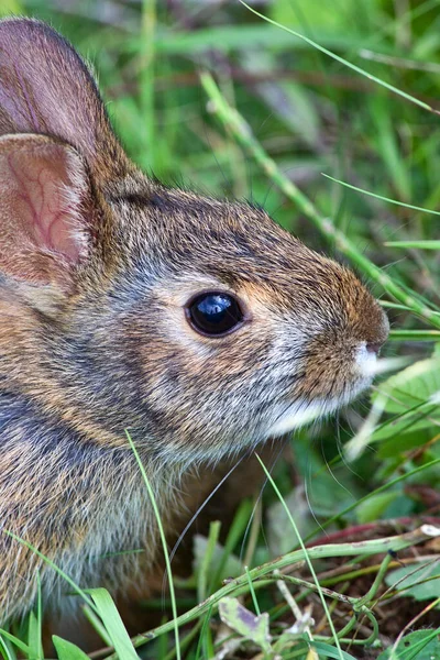 Wild Rabbit Western North Carolina Eating Lush Grasses — Foto de Stock