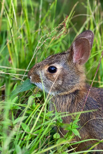 Wild Rabbit Western North Carolina Eating Lush Grasses — Foto de Stock