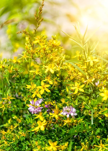 Sun Glow Cluster Yellow Wildflowers Upstate New York — Stockfoto