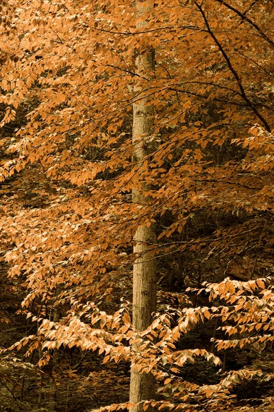 Golden Orange Colors Tree Dense North Carolina Forest — Stockfoto