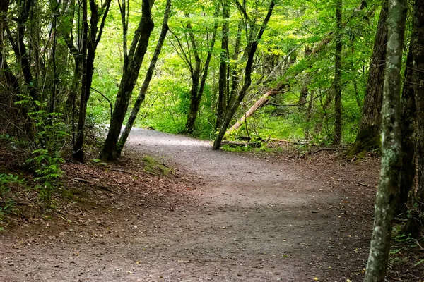 Hiking Path Runs Oconaluftee River Oconaluftee Valley Great Smoky Mountains Image En Vente