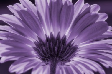 Vibrant violet gerber daisy flower, a soft glow with warm back light.
