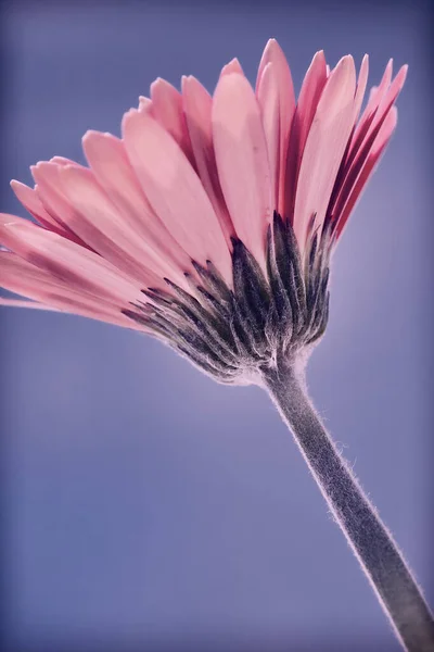 Blooming Pink Gerber Daisy Flower Vignette Blue Background — Foto de Stock