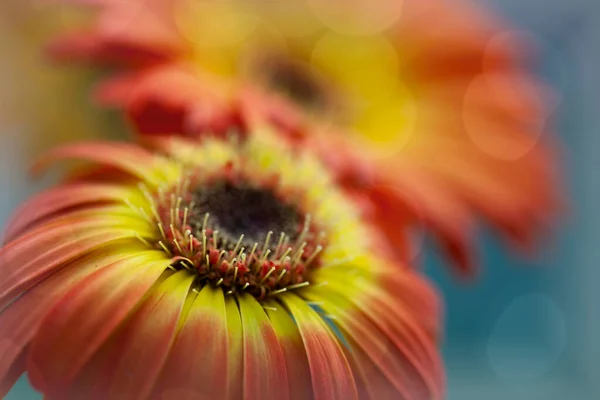 Soft Glow Two Daisy Flowers Vibrant Orange Yellow Colors — 图库照片