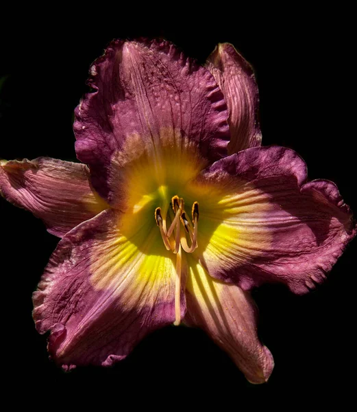 Vibrant Daylily Flower Black Background — Stock fotografie