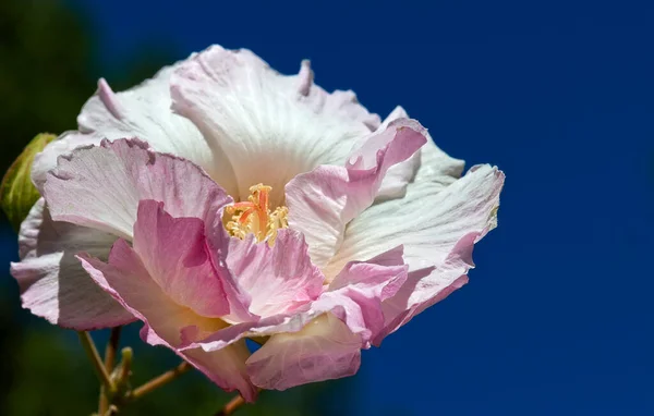 Blooming Pink Camelia Flower Dark Blue Sky — Photo