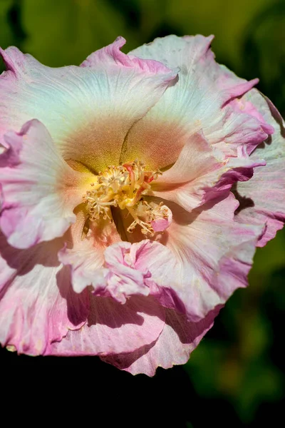 Blooming Pink Camelia Flower Fresh Garden — Photo