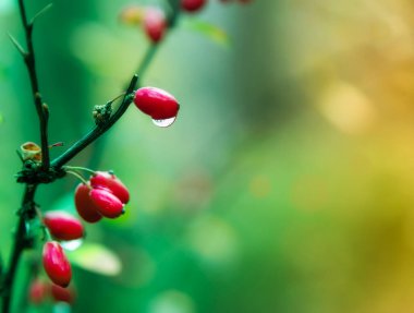 Red berries with water droplets and soft glow and colors of nature.