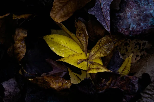 Abstract Autumn Leaves Golden Yellow Colors Lay Nature —  Fotos de Stock