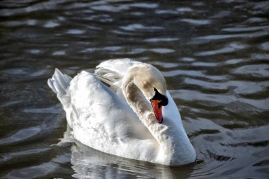Single swan swimming in Lake Junaluska, in Maggie Valley, North Carolina