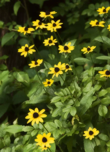 ノースカロライナ州ブルーリッジ山脈の森の中で野生の成長している黄色のデイジー植物の集まり — ストック写真