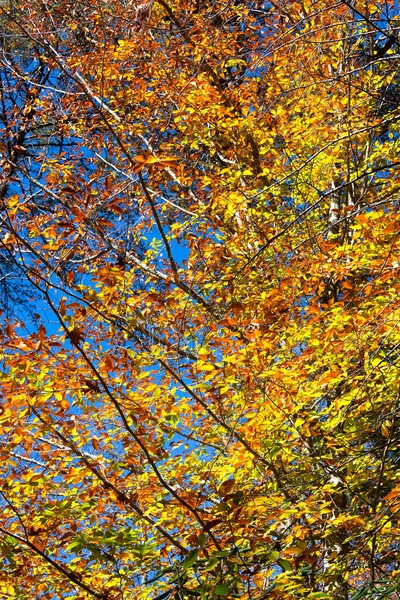 Höstfärger Rött Orange Och Gult Ett Träd North Carolina — Stockfoto