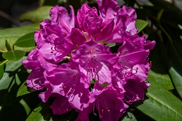 Duży Kwitnący Różowy Kwiat Rododendronu Górach Karoliny Północnej — Zdjęcie stockowe