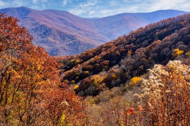 Kuzey Carolina 'daki Blue Ridge Dağlarında Sonbahar Renkleri
