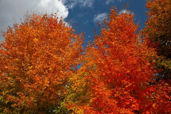 Bright red and orange color burst in Autumn on a row of trees in North Carolina