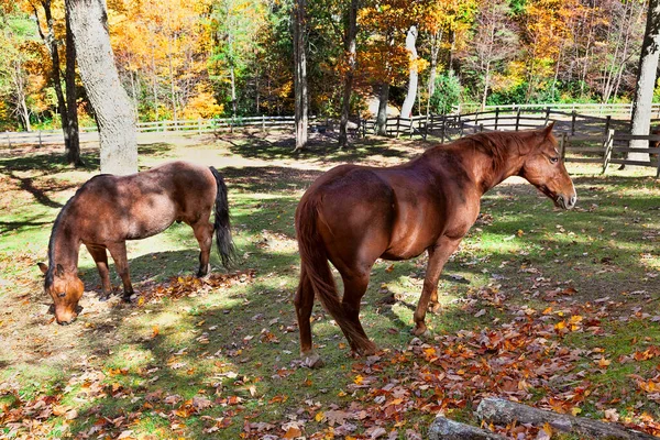 Två Hästar Hage Med Färgglada Löv Höstsäsongen — Stockfoto