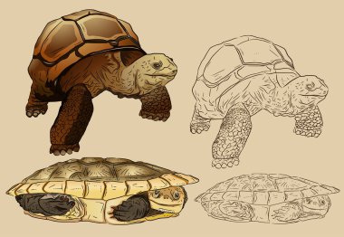 Turtles are very charming clipart