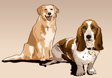sadık bir köpek yıldızı