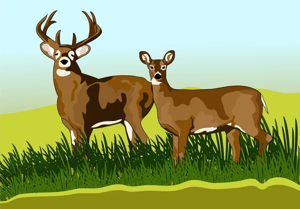 A pair of deer forest — Stock Vector