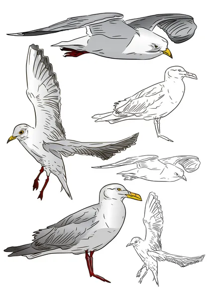 Hermosa gaviota — Archivo Imágenes Vectoriales