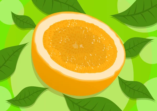 Citrus fruit — Stock Vector