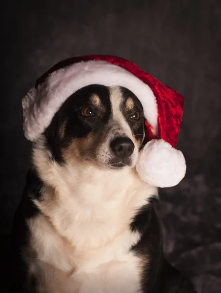 Noel Baba şapkası ile tatlı köpek — Stok fotoğraf