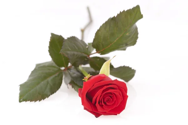 Red rose — Stock Photo, Image