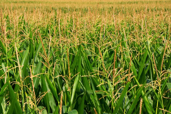 Corn field — Stock Photo, Image