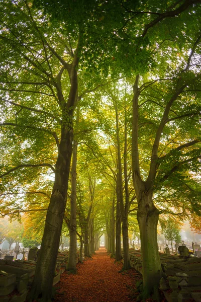 Sabahları ağaçlar