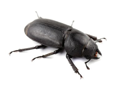 Stag beetle