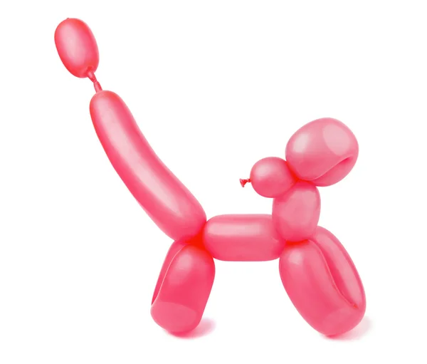 Ballon hond — Stockfoto