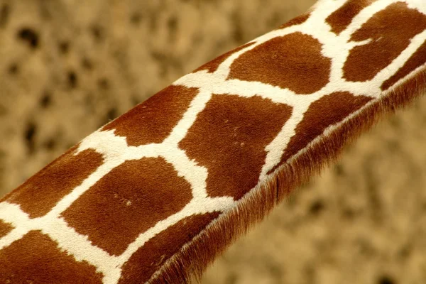 Impressão de girafa — Fotografia de Stock