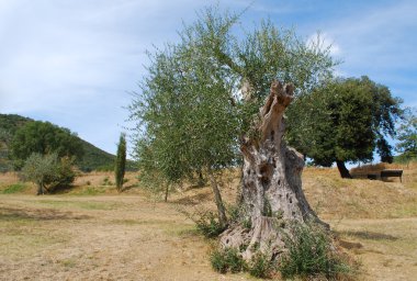 eski zeytin ağacı