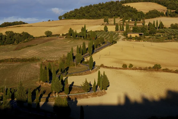 Carril de ciprés sinuoso en Toscana — Foto de Stock