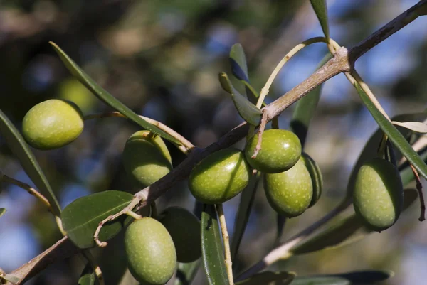 Гілка з стиглими оливками — стокове фото