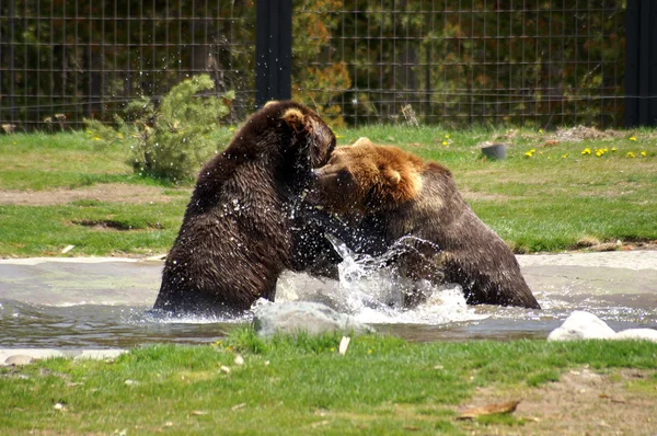 Grizzlybjörnar spelar — Stockfoto