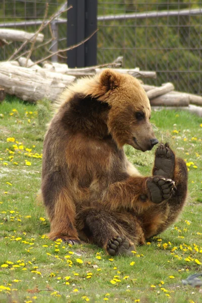 Orso bruno grizzly — Foto Stock